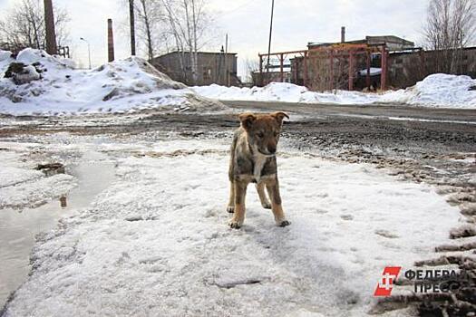 Ставропольские депутаты поддержали законопроект об умерщвлении бездомных животных
