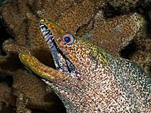 Часть зуба хищной рыбы осталась в руке россиянина после купания в стране Азии