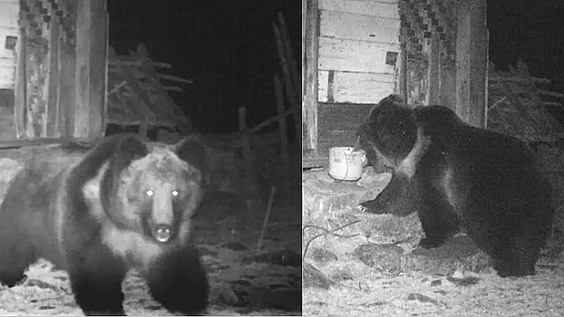 Самый редкий медведь, которого в Гималаях считают йети, впервые попал на фото