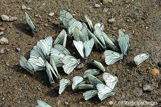 В Екатеринбурге построят первые отели для насекомых