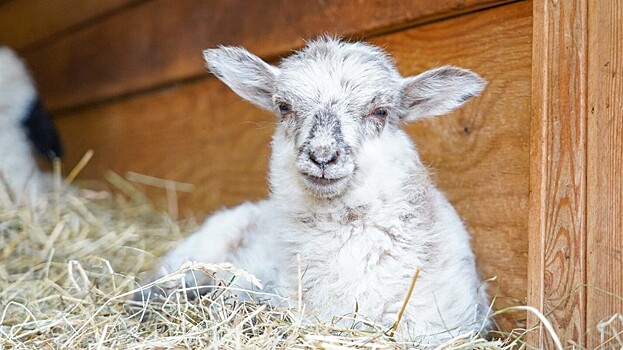 В Московском зоопарке родился ягненок породы Уэссан