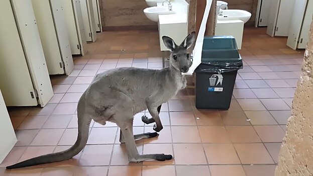Кенгуру съели бумагу и полотенца в туалете австралийского парка
