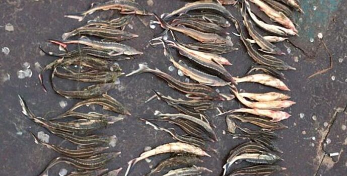 В Азовском районе браконьеры выловили рыбы на 3,5 млн рублей