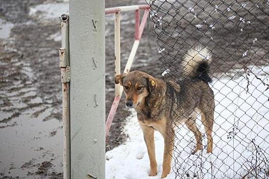 Депутат Госдумы Сардана Авксентьева просит проверить скандальный пункт передержки животных в Якутске