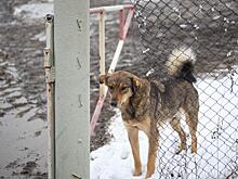 Депутат Госдумы Сардана Авксентьева просит проверить скандальный пункт передержки животных в Якутске