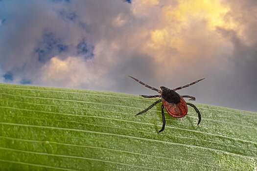 Как защитить себя в сезон клещей — 2 простых совета от экспертов