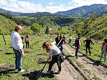 Спасение Боржомского леса: президент Грузии поддержал кампанию