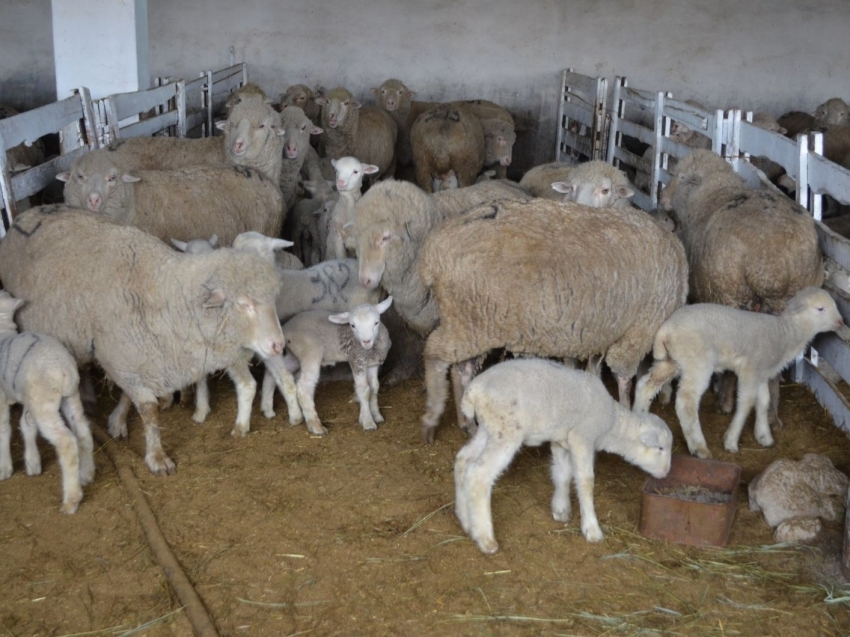 ​Товарный займ предоставят желающим заняться овцеводством в Забайкалье