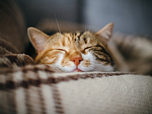 «Аэрофлот» лишил бонусных миль пассажира с толстым котом