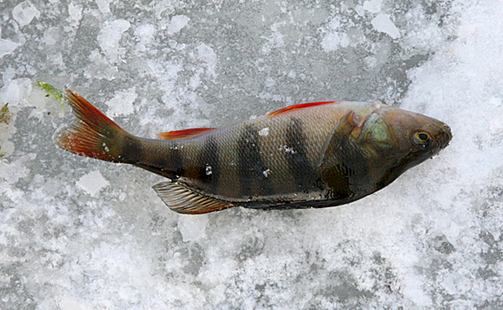 Развитие рака провоцирует сырая рыба