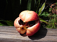 Самые опасные фрукты для русского желудка