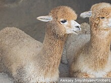 День тыла ВС России и Всероссийский день инкассатора отмечается 1 августа