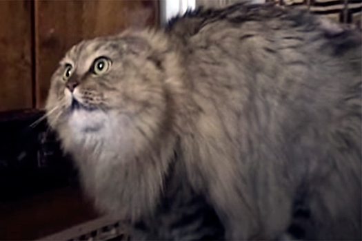 В 54 года от рака умер Андрей Дерюженко, хозяин кота из мема NONONONO Cat