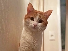 Депутат Толмачев прокомментировал ситуацию с выброшенным из поезда котом. Что грозит проводнице?