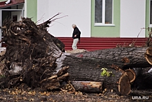 Власти Кургана сэкономят 1,5 млн рублей на вырубке деревьев