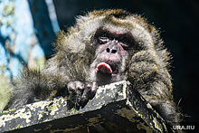 Иммунолог назвал ключевой вопрос о распространении оспы обезьян