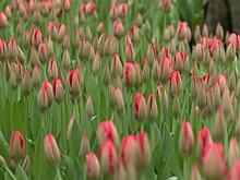 В Калининградской области зацвели тюльпаны. Сотни бутонов отправятся в магазины