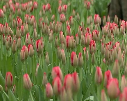 В Калининградской области зацвели тюльпаны. Сотни бутонов отправятся в магазины