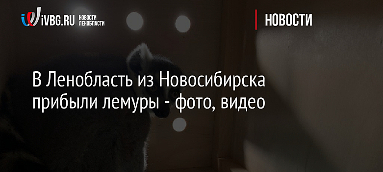 В Ленобласть из Новосибирска прибыли лемуры - фото, видео