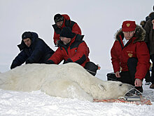 Фаллическая и фактическая власть Путина