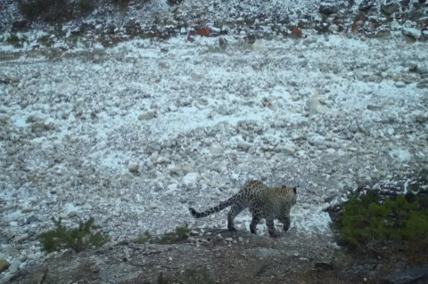 В горах Дагестана вновь заметили переднеазиатского леопарда