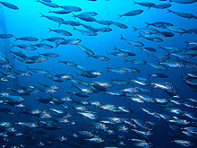 Казахстан вдвое уменьшит импорт рыбы за счет собственного производства