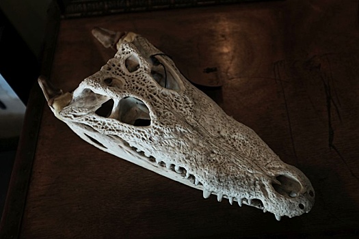 В Индии обнаружен новый вид триасовых "крокодилов"