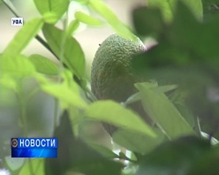 В Уфимском ботаническом саду созрел зеленый апельсин