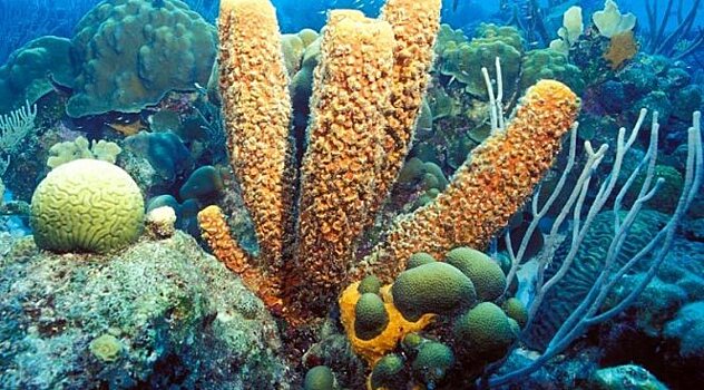 Противораковые свойства субстанции из морской губки