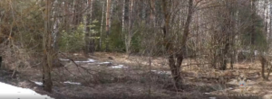 Во Владимирской области сотрудники полиции вернули домой потерявшегося в лесу восьмилетнего мальчика