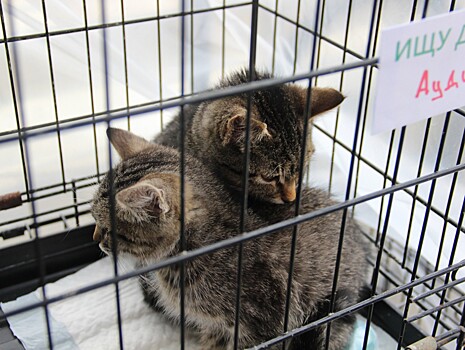 Инициативная группа просит помощи: долг перед клиникой 200 тысяч рублей, зоозащитники не могут помочь новым животным