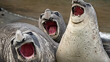 Самые смешные фотографии животных на конкурсе Comedy Wildlife Photography Awards 2017