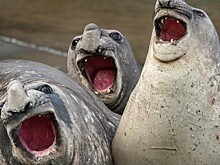 Самые смешные фотографии животных на конкурсе Comedy Wildlife Photography Awards 2017