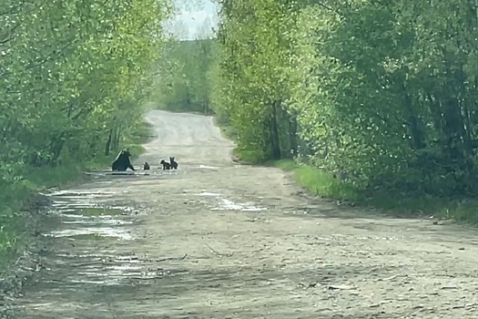 Приехавшие в Башкирию туристы встретили семейство медведей