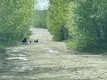 Приехавшие в Башкирию туристы встретили семейство медведей