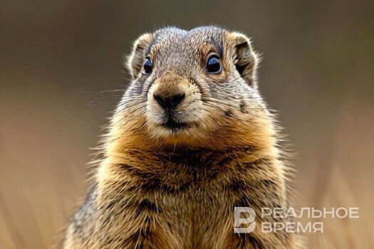 В Татарстане появился новый природный заказник "Колония сурков"
