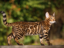 Таинственное исчезновение. Почему кошки на 7 миллионов лет пропали из Америки?