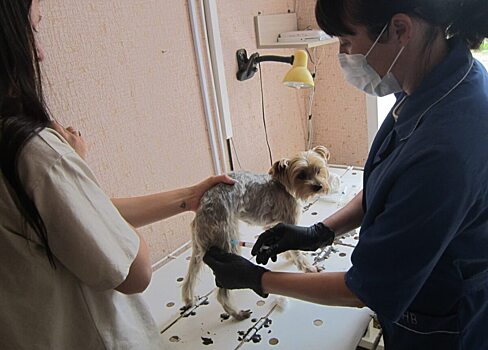 В Саратовской области снизилось число случаев бешенства животных