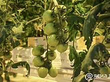 В овощных магазинах Якутска китайские помидоры продают под видом сырдахских