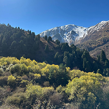 Свой след на земле. Как 500 человек посадили новый лес в Кыргызстане?