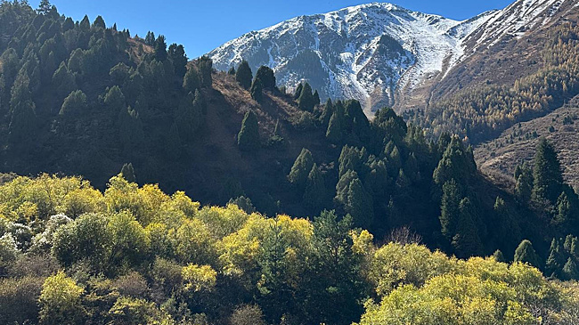 Свой след на земле. Как 500 человек посадили новый лес в Кыргызстане?