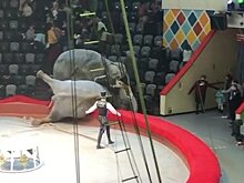 Дрессировщик Московского цирка Никулина объяснил драку слонов в Казани