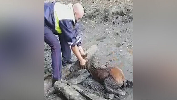 Инспектор ГИБДД вытащил из грязи жеребенка: видео