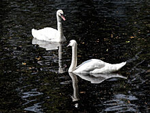Двое лебедей на Патриарших прудах спасены