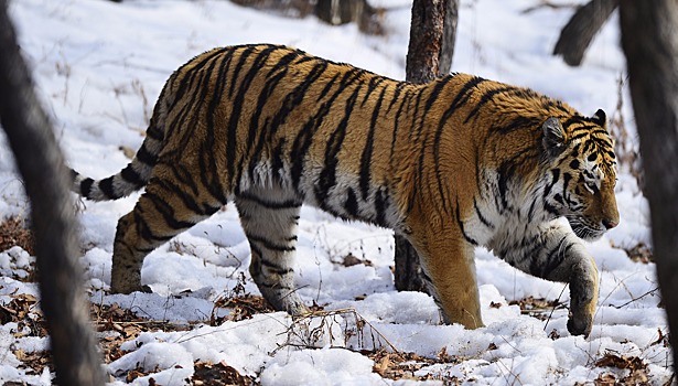 Россия предложит странам АТЭС защищать леса в ареале обитания амурского тигра