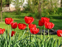 На территории района Савёлки высадят почти 19 тысяч луковичных тюльпанов