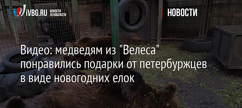 Видео: медведям из "Велеса" понравились подарки от петербуржцев в виде новогодних елок