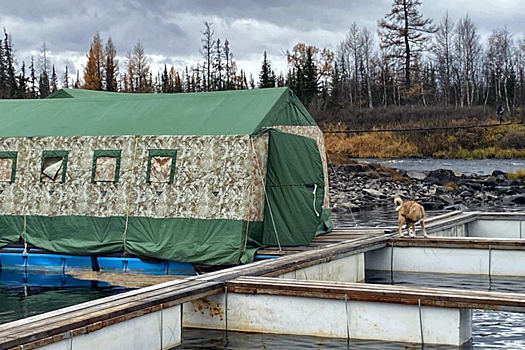 На реке Собь началась нерестовая кампания