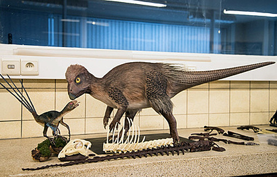 Пух и перья: уникальному динозавру Забайкалья угрожают "черные копатели"