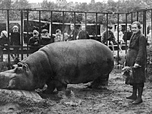 Вдохновляли жить. Как в зоосаде прокормили бегемота и спасли животных в блокаду Ленинграда